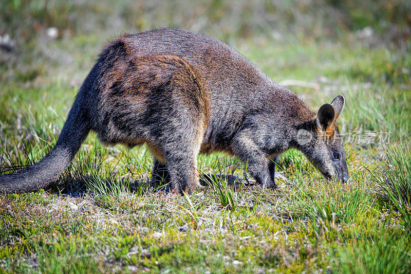 沼泽Wallaby (Wallabia bicolor)